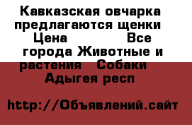 Кавказская овчарка -предлагаются щенки › Цена ­ 20 000 - Все города Животные и растения » Собаки   . Адыгея респ.